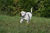 BOULEDOGUE AMERICAIN 375